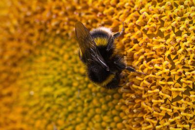 Detail shot of bumblebee on sunflower