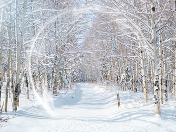 Snow covered land and trees in forest