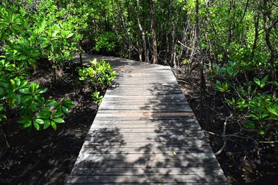Footpath amidst trees in forest