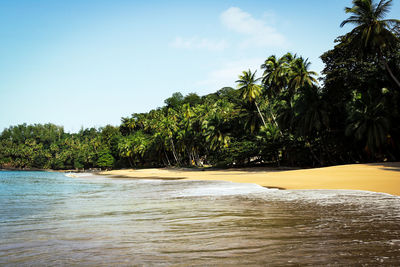 Scenic view of palm trees by sea against sky