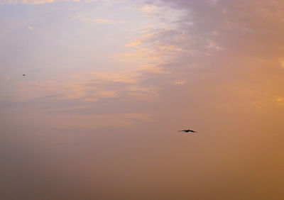 Low angle view of birds flying in sky