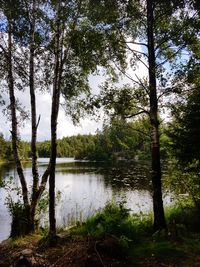 Scenic view of lake in forest against sky