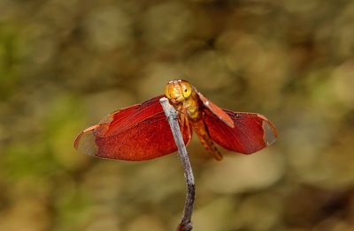 Close-up of butterfly on red leaf