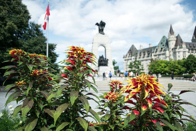 Flowering plants by historic building against sky