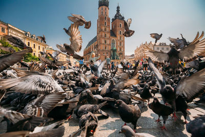 Pigeons flying in city