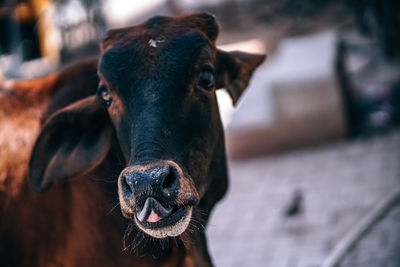 Close-up portrait of cow