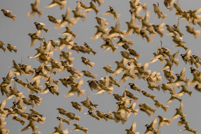 Low angle view of birds on tree against sky