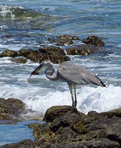 High angle view of gray heron on lake