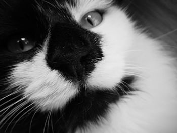 Close-up portrait of cat