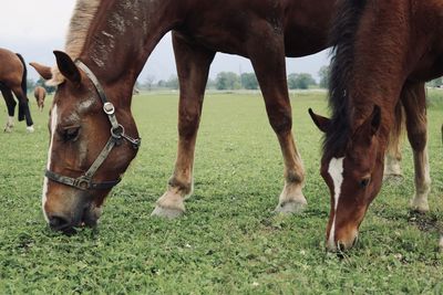 Horses grazing in a field