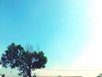 Low angle view of palm tree against clear blue sky