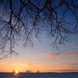 Silhouette bare tree against sky during sunset