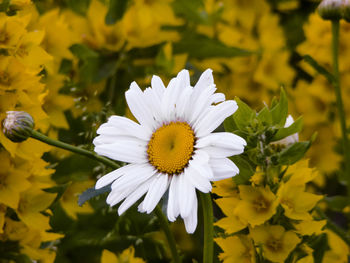 Close-up of white daisy flower