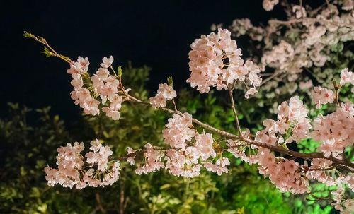 Close-up of pink flowers on tree