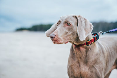 Close-up of dog looking away