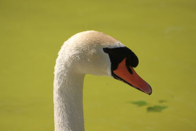 Close-up of swan in lake