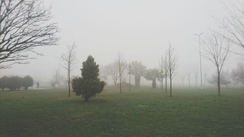 Trees on landscape against sky