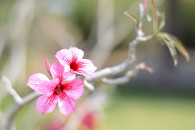 Close-up of pink flowers blooming outdoors