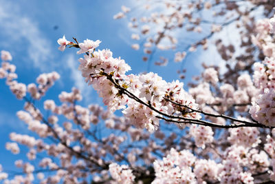 Close-up of cherry blossoms in spring