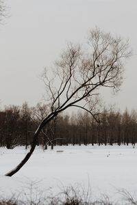 Bare trees on snow covered landscape
