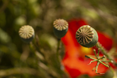 Close-up of red flowering plant