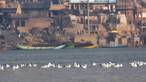 Flock of seagulls on sea