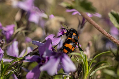 Close-up of butterfly pollinating on purple flower