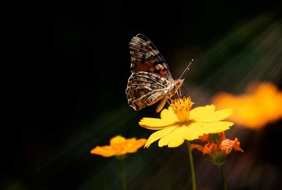 Close-up of butterfly pollinating on yellow flower