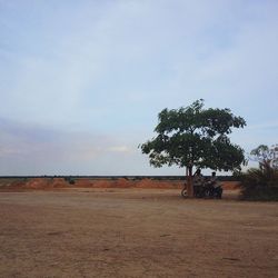 Trees on landscape