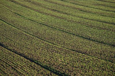 Full frame shot of crop field