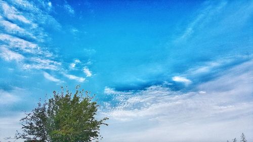 Low angle view of tree against sky