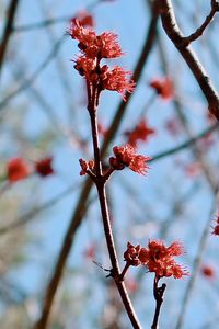 Low angle view of cherry blossoms in spring