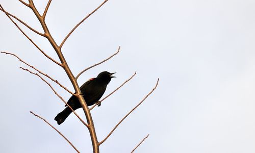 Bird perching on a branch