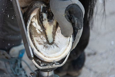 Natural hoof trimming the farrier trims and shapes a horse's hooves using the knife, hoof nippers