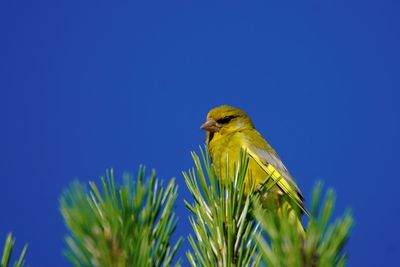 Low angle view of bird perching on plant against blue sky