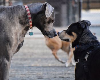 Close-up of two dogs