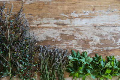 Close-up of potted plant against wall