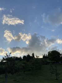 Trees on field against sky