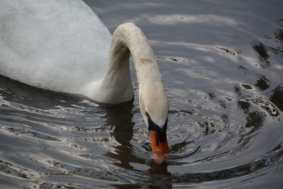 Close-up of swan in lake