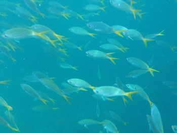 Fish swimming in sea