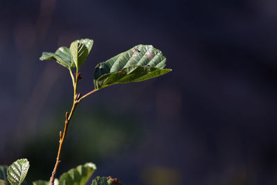 Close-up of plant growing outdoors