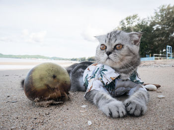 Portrait of cat relaxing outdoors