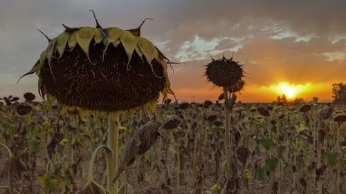 Close-up of sunflower on field against sky during sunset