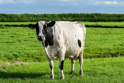 Cow standing in a field