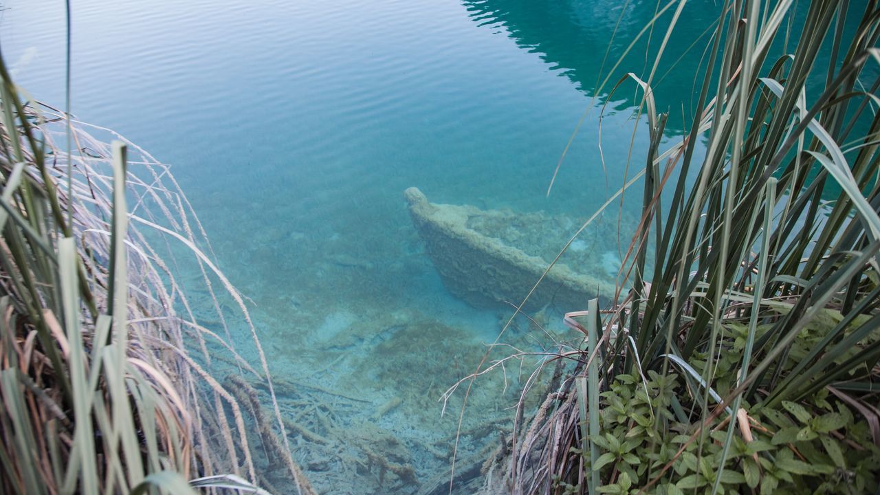 HIGH ANGLE VIEW OF PLANTS AT SEA SHORE