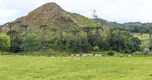 View of sheep grazing on land