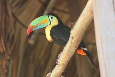 Close-up of bird perching outdoors