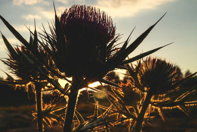 Close-up of thistle against sky during sunset