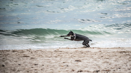 Dog running on beach