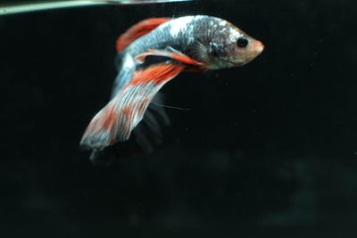 Close-up of fish swimming in tank